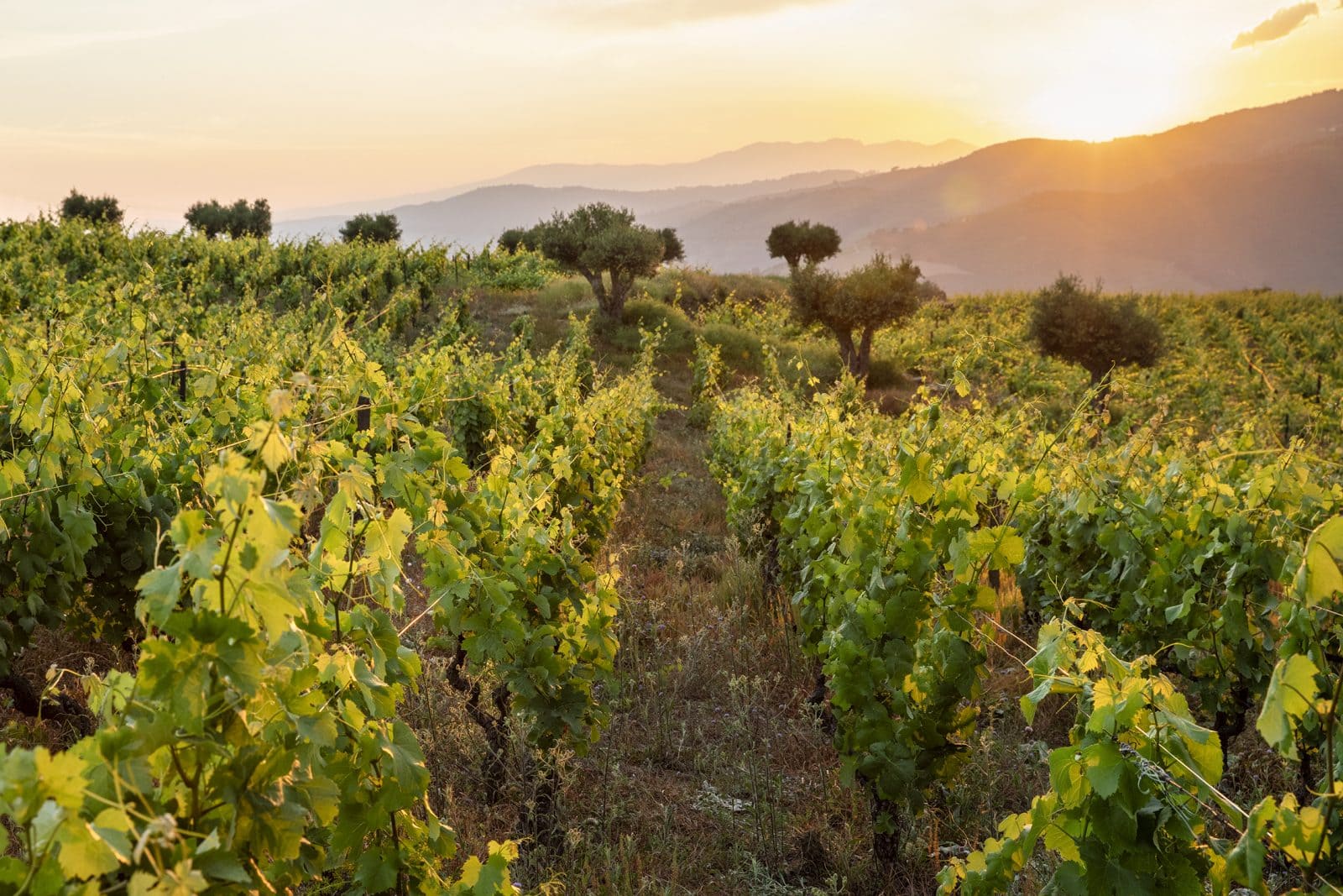 The vineyards at the breath-taking Quinta. © Van Zellers & Co.