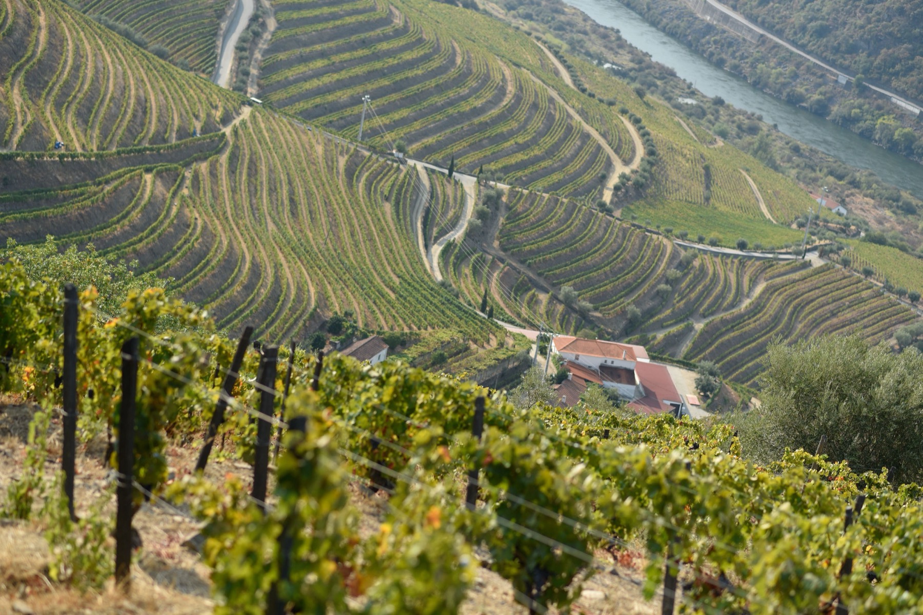 Terraced vineyards of the Douro Valley